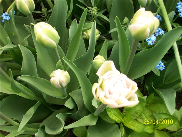 dupli tulipan Angelique lat. Tulip double late